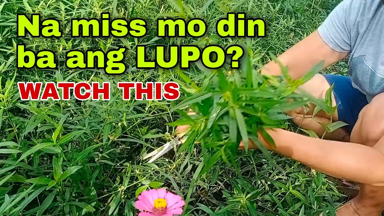 LUPO o BUNGABUNGA or Sessili Joyweed Health Benefits with cooking