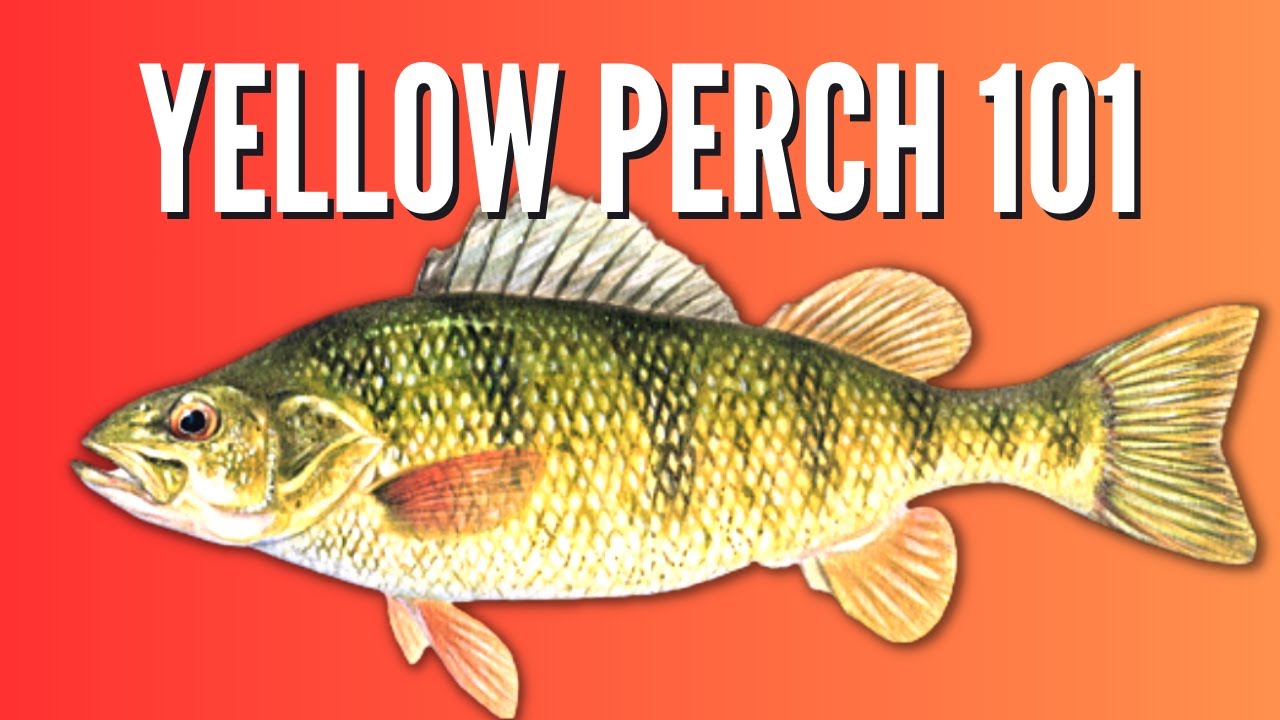 All About Yellow Perch: Identification, Fishing Tips, Habitat and Diet