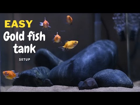 How to setup GOLD FISH TANK, TAMIL