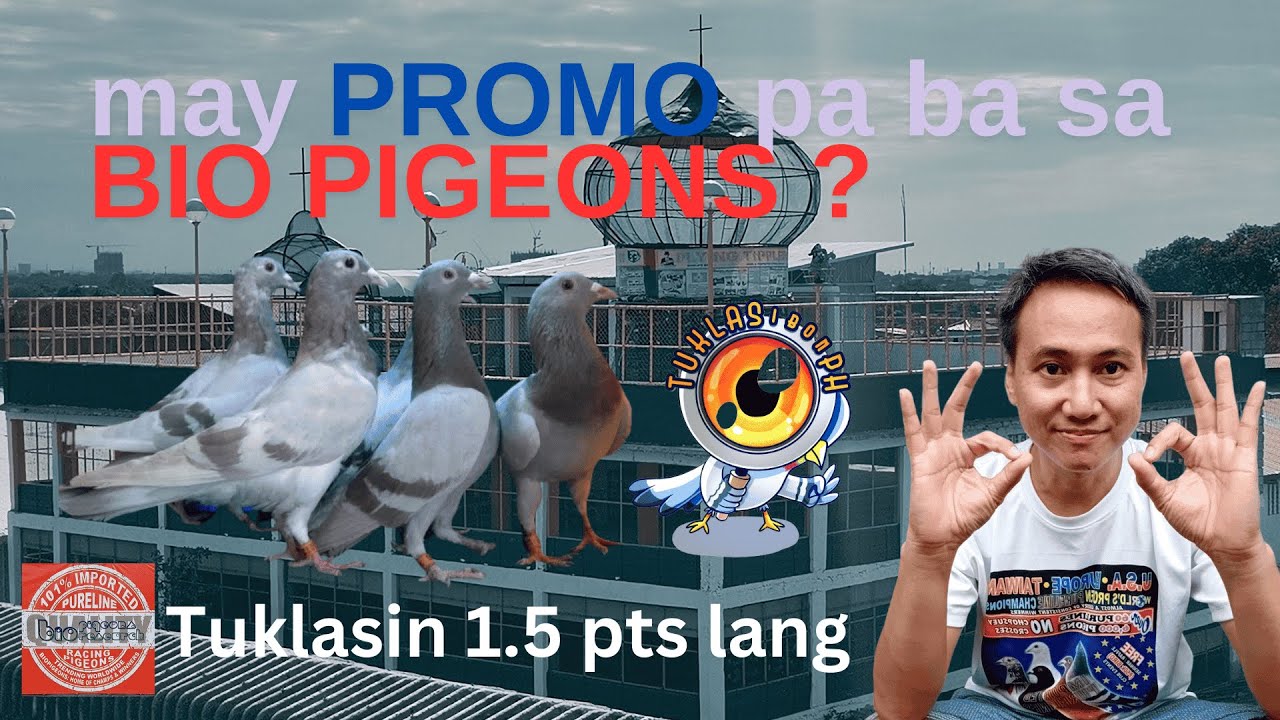 BIO PIGEONS tuloy-tuloy pa rin ang PROMO sa kanilang mga YEARLINGS | Marami pa ring pagpipilian