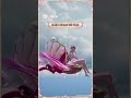 PUBG MOBILE | Animasi Gilt Set Baru