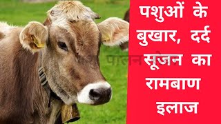 पशुओं के बुखार दर्द और सूजन का एक इलाज | Cow Buffalo fever, pain, swelling treatment | Dariy farm