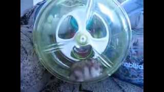Dwarf hamster in Habitrail OVO trainer.