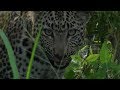 WE SafariLive- Leopard Xidulu's cub Cara feeding on an Impala!