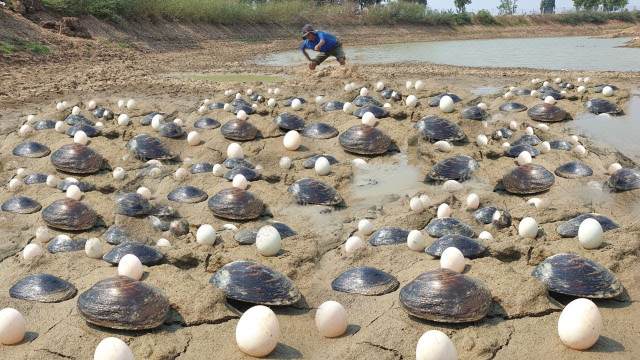 Nice Day! A Fisherman Searching Food Found & Pick Many Clams & Eggs In Mud When Dry Water Today