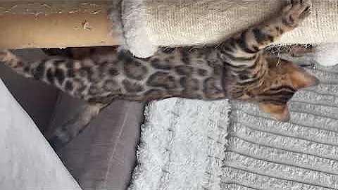 Watch the video about Beautiful Brown Rosetted Bengal Female Kitten #bengalkittenforsale #londonbengals #bengalcat
