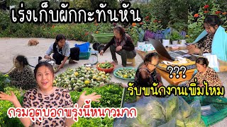 EP.703 It will be very cold tomorrow, we have to pick all the vegetables for sell within today!