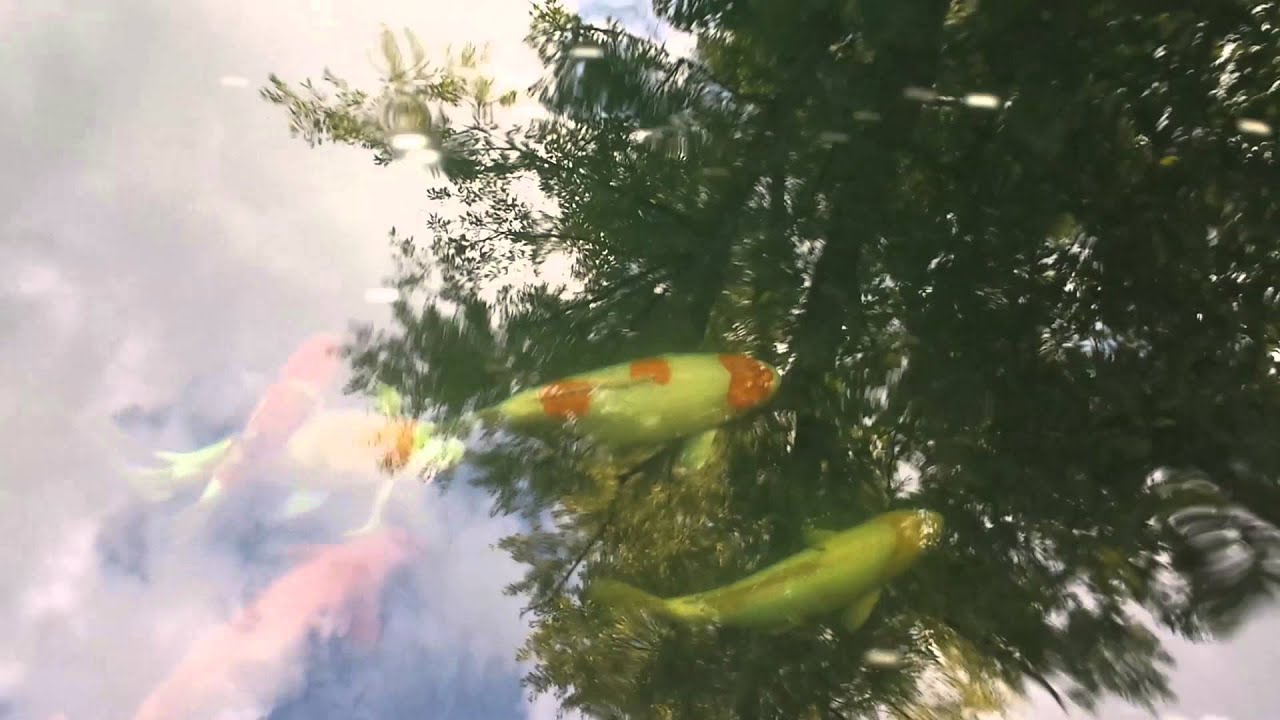 Koi flashing? YouTube