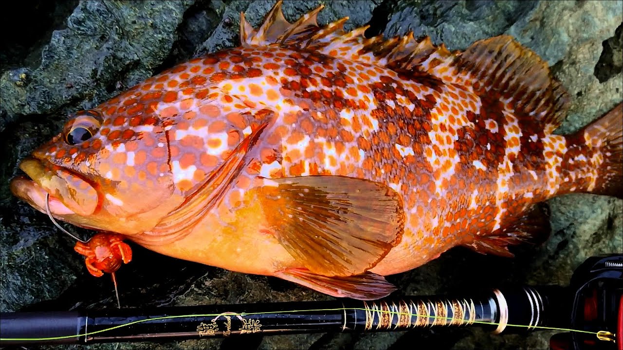 超マッチョなアコウを力ずくで磯から引きずり出す。真夏の早朝キジハタゲーム。