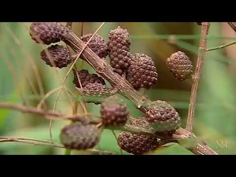 bushwick inlet park Bringing back the bush - ABC tv