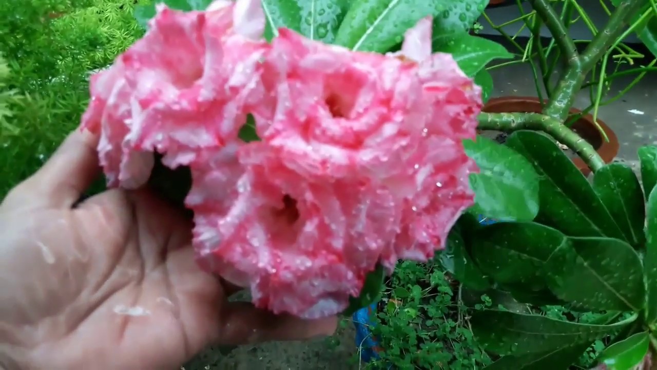 Monsoon season care / Gardening tips for monsoon26.6.18 
