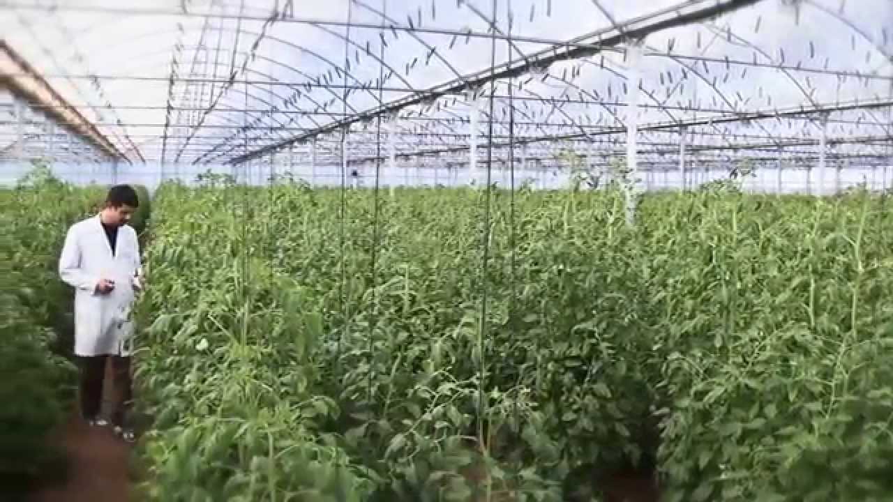 ADLER AGRO - Español