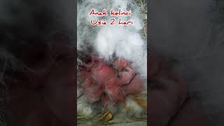 baby bunny #anakkelinci #bayikelinci #peternakkelinci @RESEPBUNDASALWA