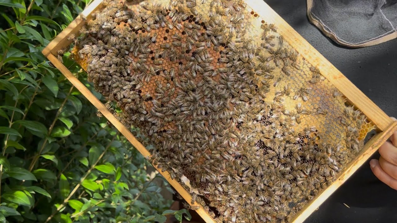 677. Zimovanie v sedemrámikovom plemenáči s nádstavkom aj bez 2026-09-14 20:00