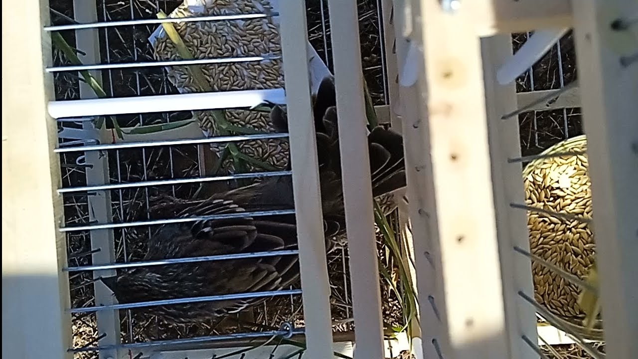 Pillando yales con tramperos 🇨🇱🐦👋