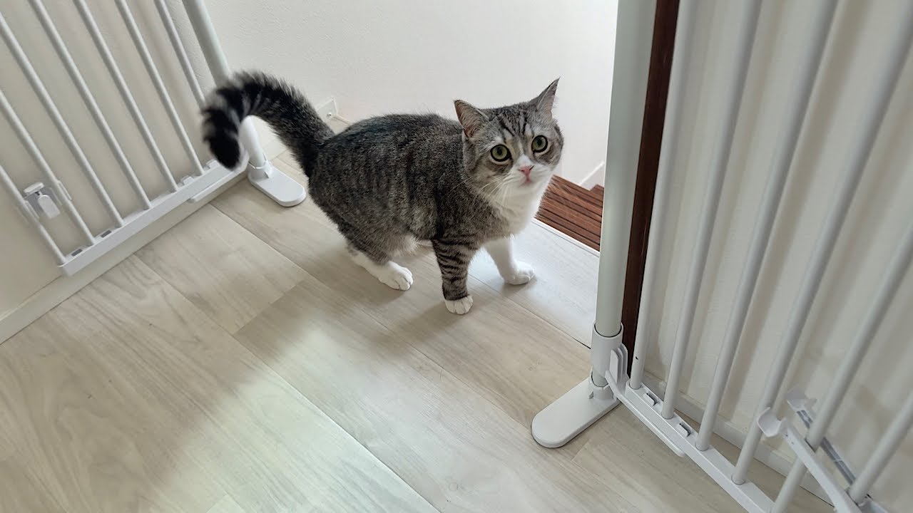 甘えたくて追いかけてくるのに近づくと逃げるあまのじゃくな猫が可愛すぎましたw