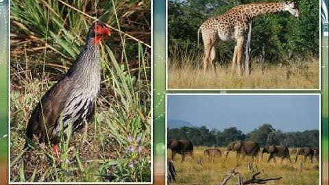 Kizoa Video Editor - Movie Maker: Zambia 2016