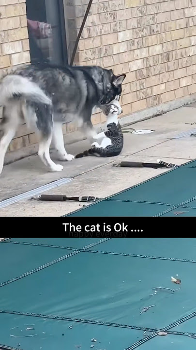 The dog went full mafia mode,chasing the cat until it was treed!🐶🐱#funnyvideo #foryou #dogs #cats