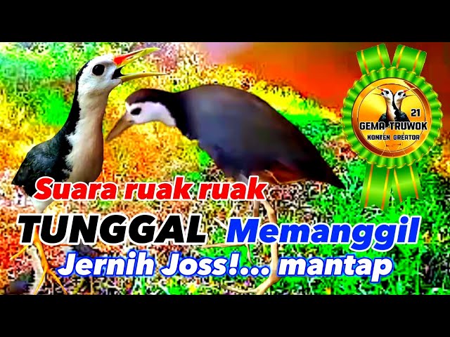SUARA BURUNG RUAK RUAK TUNGGAL || JERNIH || BIRDTRAP class=