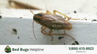 Top 3 Bed Bug Removal in Hopatcong