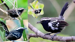 Black-bellied Antwren is a small bird species found in South America, primarily in the Amazon Basin