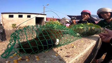 Chợ phiên Tây Bắc - chợ phiên Tủa Chùa, Điện Biên.