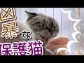 運命の出会い？不機嫌なジャン【Jean 0001】元野良猫の保護