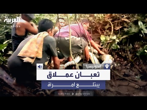 ثعبان عملاق يبتلع امرأة في إندونيسيا