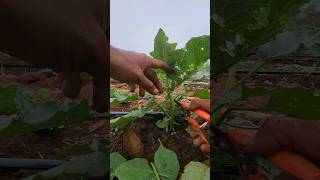 pruning eggplant #farm technique