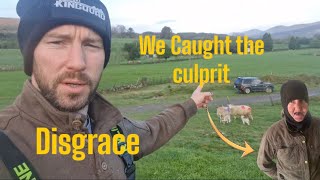 Attacked- A Must See. This was not good.#Farm #farming #sheep #cows #tractors #irish #ireland #dogs
