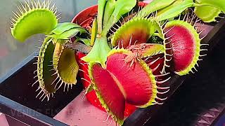 Venus Flytrap catches Cricket (B52) time-lapse
