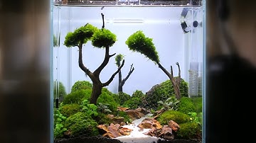 Bonsai tree nano tank aquascape tutorial for beginners step by step easy