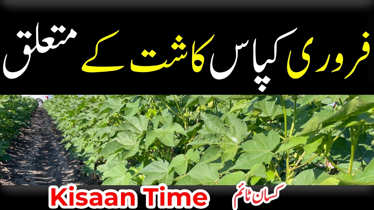 فروری کپاس کاشت کے متعلق، Early cotton in february کسان ٹائم kisan time