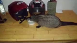 Pemberian Susu Musang Obes