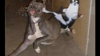 Dogs AFRAID OF CATS (HD) [Funny Pets]