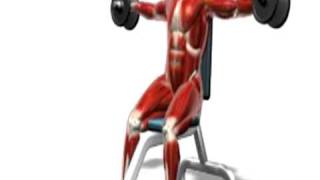 www.hilfe-forum.eu - 181-hantel-lateral-raise-seated