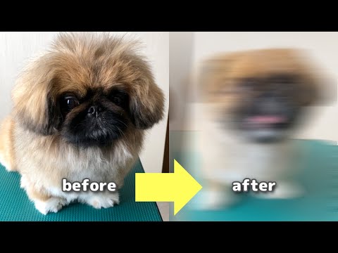 モッフモフのペキニーズに徹底的にバリカンをかけてみたら…／トリミング【後編】【ペキニーズ】ちょび／pekingese／北海道