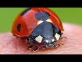 15 てんとう虫と遊ぼう Ladybug божья коровка 15 てんとう虫と遊ぼう Ladybug божья коровка