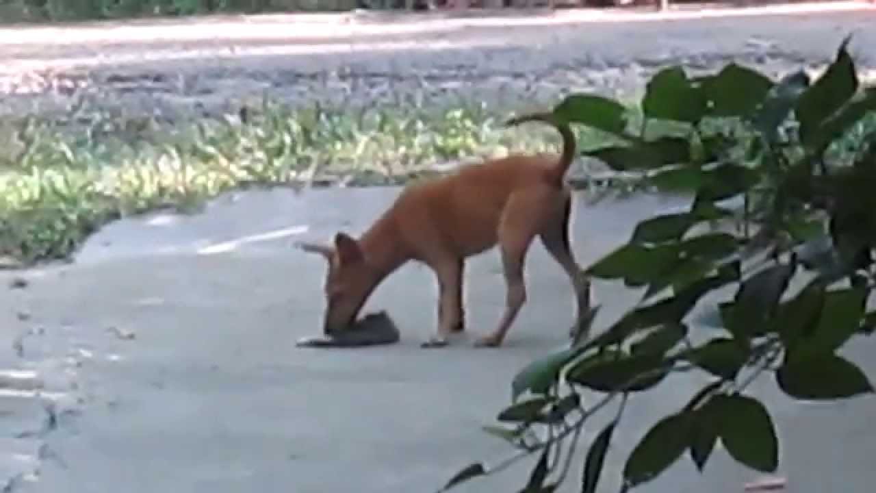 Funny Dog Very Scared to Eat his Died Prey YouTube