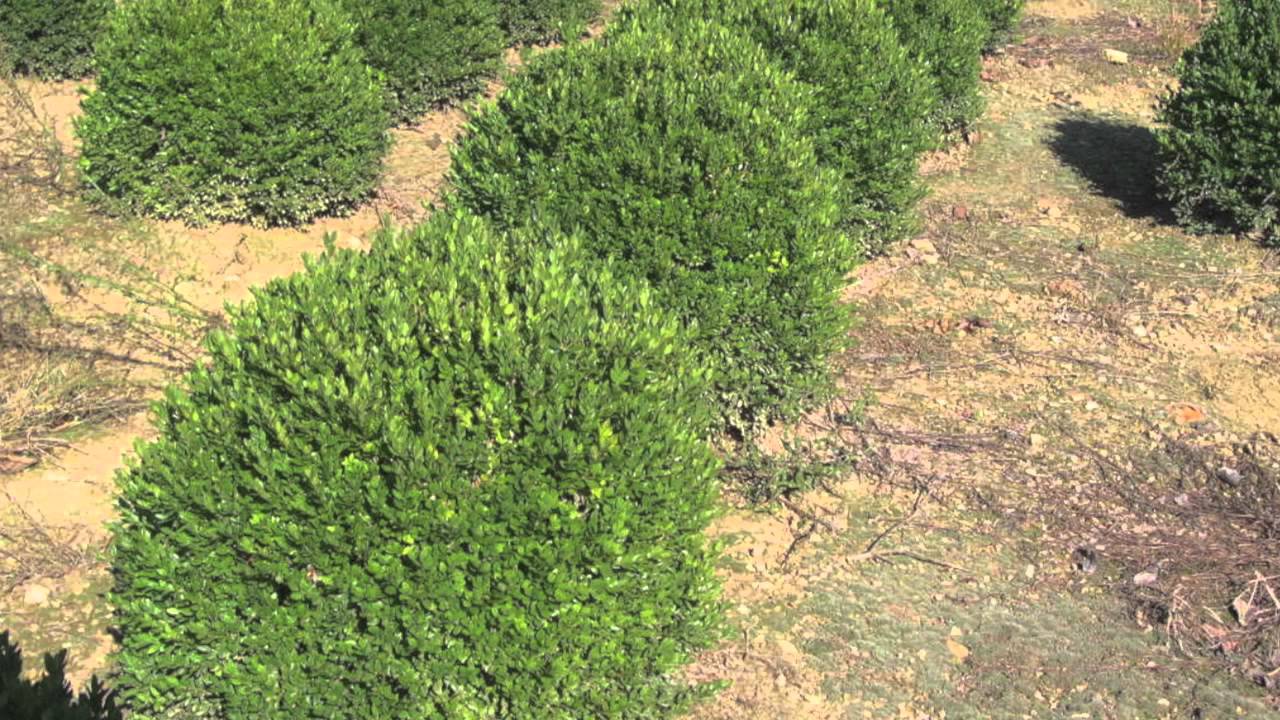 American Boxwood YouTube