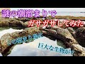 【ガサガサ】謎の潮溜まりでガサガサして巨大生物を捕獲!!