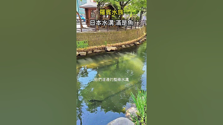 日本水溝滿是魚 水真乾淨
