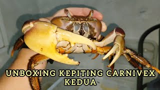 UNBOXING KEPITING CARDISOMA CARNIVEX JUMBO KEDUA BERSAMA ANAKKU... CAPIT BESARNYA SANGAR BANGET...