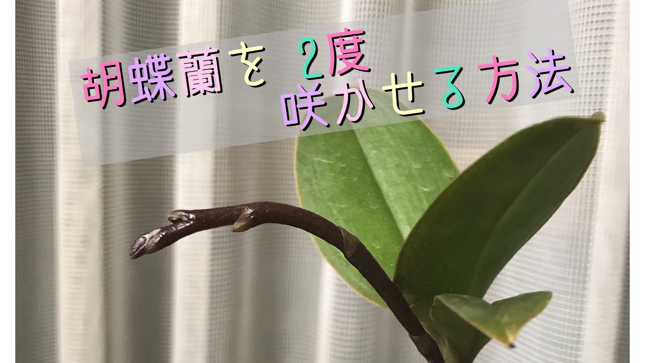 花が咲き終わった胡蝶蘭を又 咲かせる方法です 買ったばかりの株だったらぜひ 試して下さい Youtube