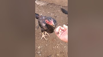 qaib ej daj liab tw dawb part 1 nawb muaj part 2 thiab