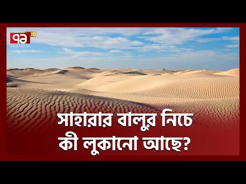 ভিডিও: সবুজ বালি ডলার কি বেঁচে আছে?