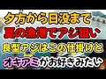 夕方から日没まで夏の漁港でアジ狙い、少し型の良いアジはどうやらこの仕掛けとオキアミがお好きみたい（仕掛け解説あり）