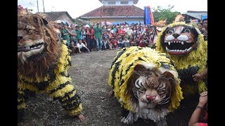 3 Macan Terbaru Makan Bocah 2019 5 Jaranan Jadi 1 Meras Di Pengatigan Rogojampi