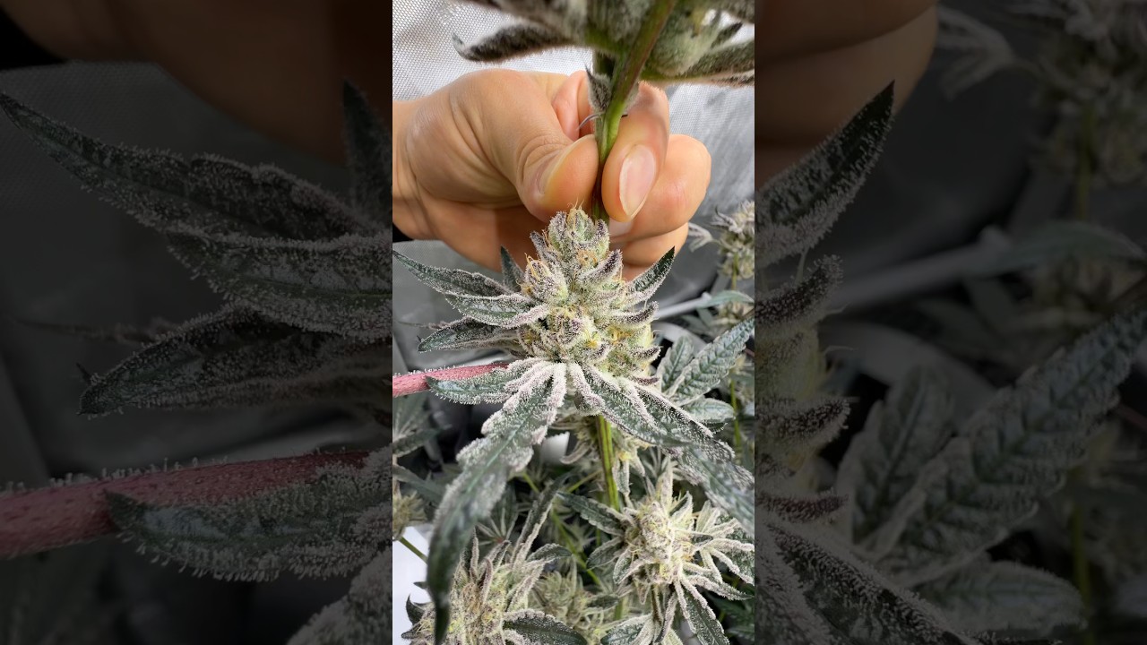 Ridgelion от @RIDGELINEFARMS в раме 2x4 от @acinfinity, удобренный @cronknutrients