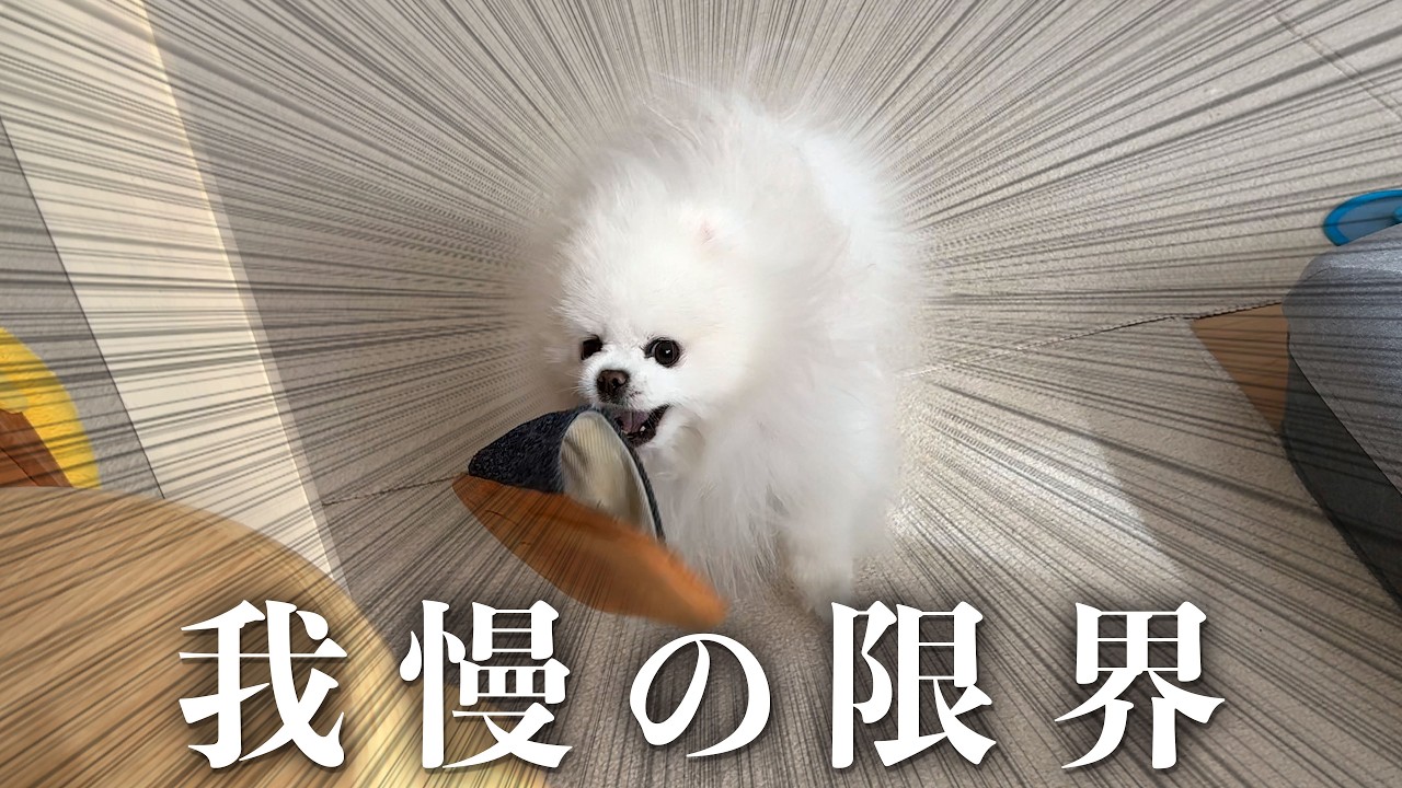 飼い主に無視されキレたポメラニアン
